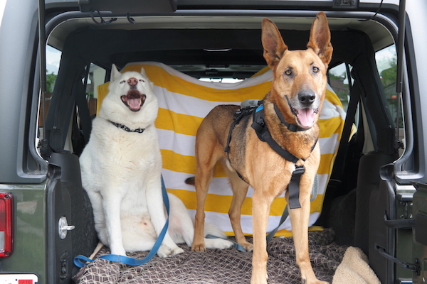 Dogs in the back of Jeep Wrangler