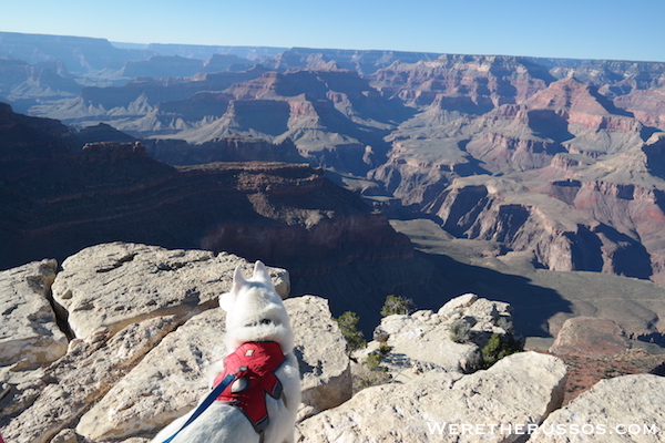 Grand Canyon South Rim Leo