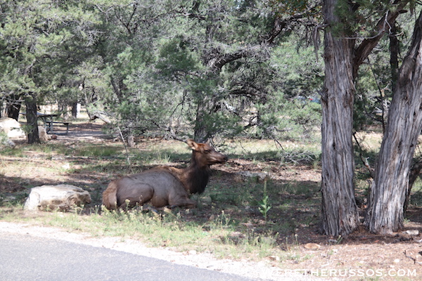 Mather Campground Grand Canyon Wildlife