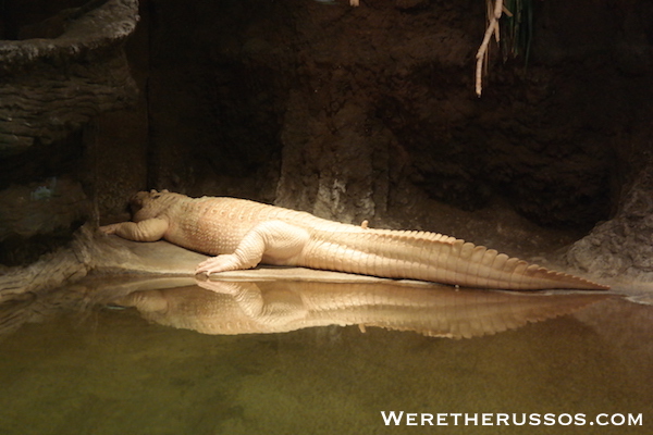 Audobon Zoo White Alligator