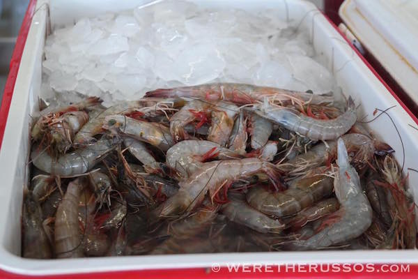 Gulf shrimp