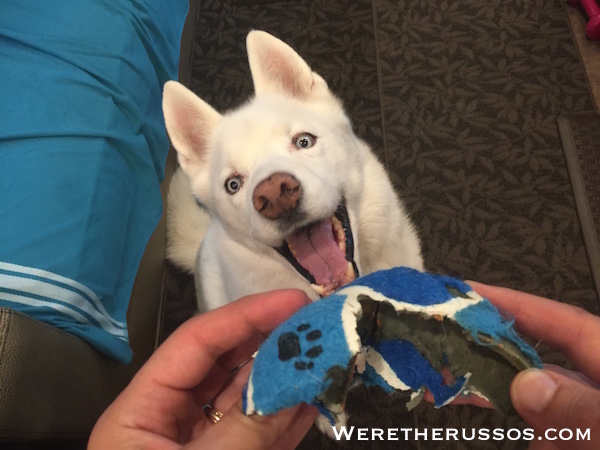 Husky vs tennis ball