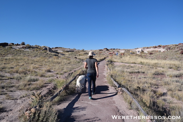 Petrified Forest National Park giant logs