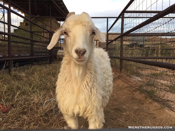 Teec Nos Pos Trading Post sheep