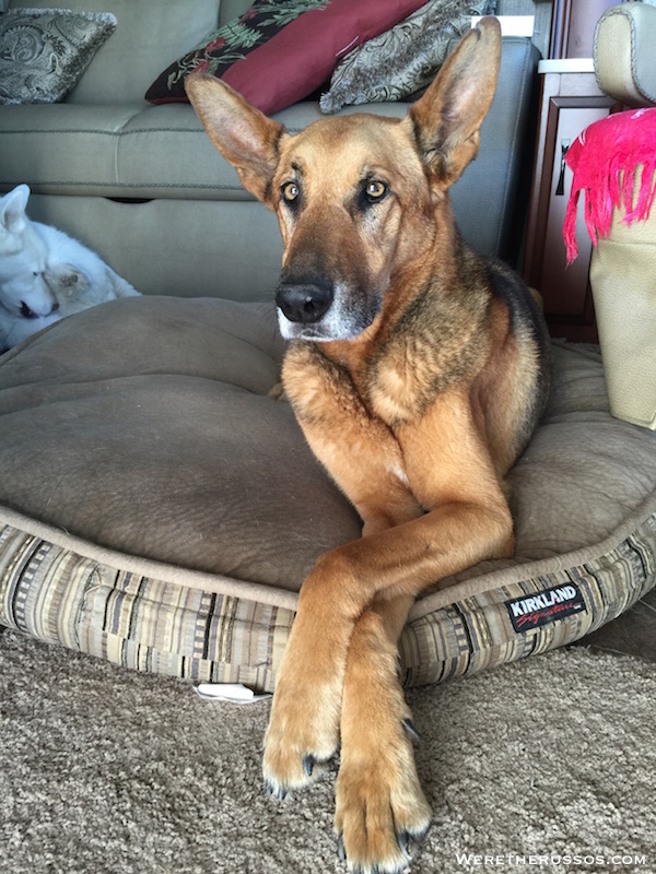 Duke guarding the RV