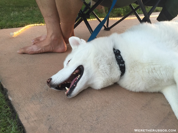 White husky Leo passed out at Lazydays RV Resort Tampa Florida