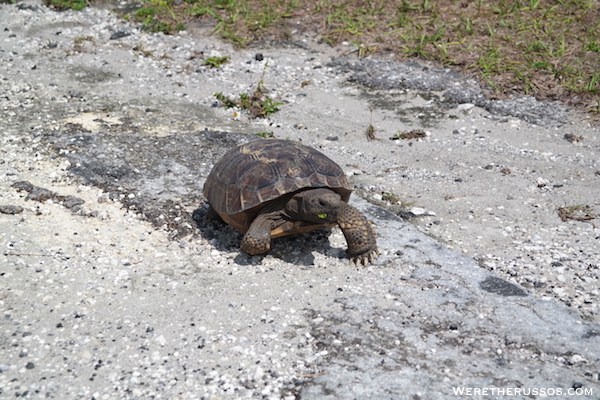 Thousand Trails Orlando wildlife