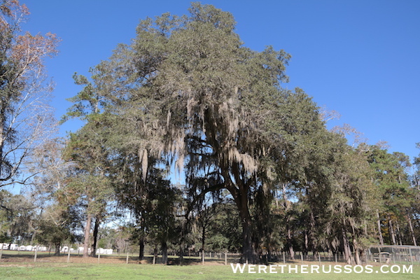 Travelers Campground Alachua Florida trees