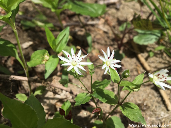 Great Smoky Mountain wildflowers