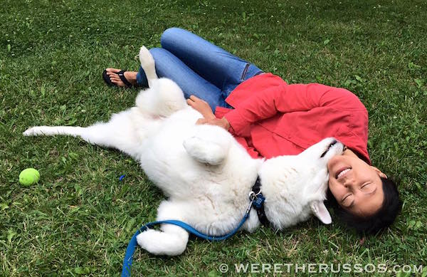 Leo our white Siberian Husky