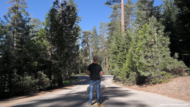 Kings Canyon National Park Dog