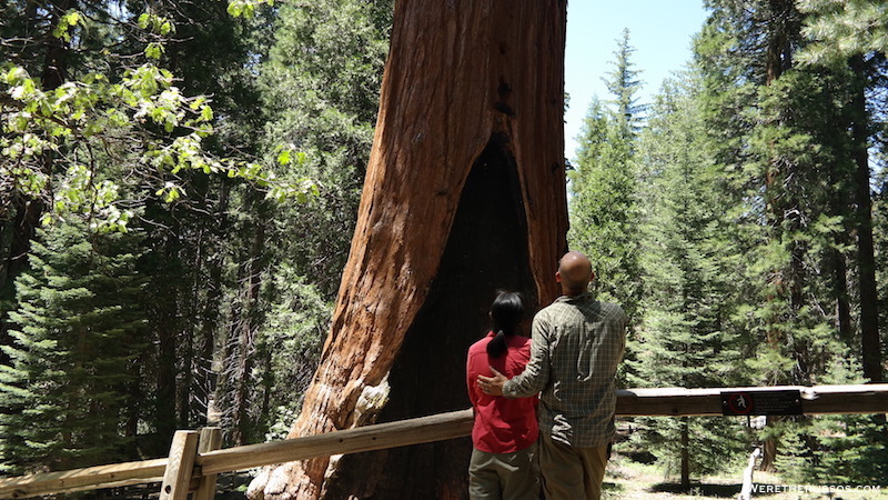 Kings Canyon National Park The General Grant Tree