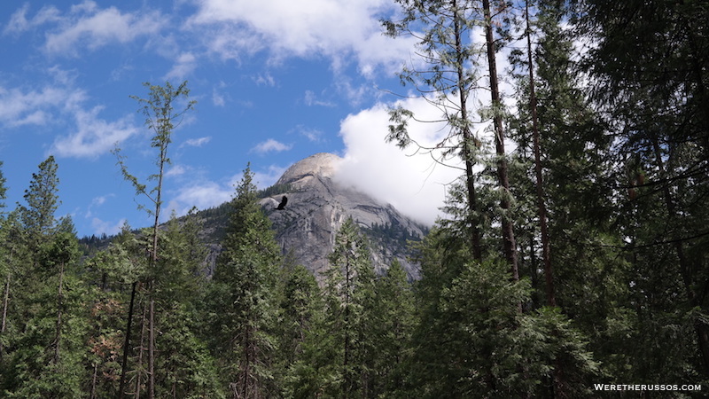 Yosemite Half Dome Upper Pines