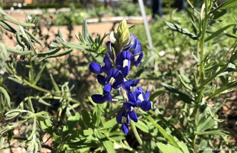 Bluebonnet Texas state flower