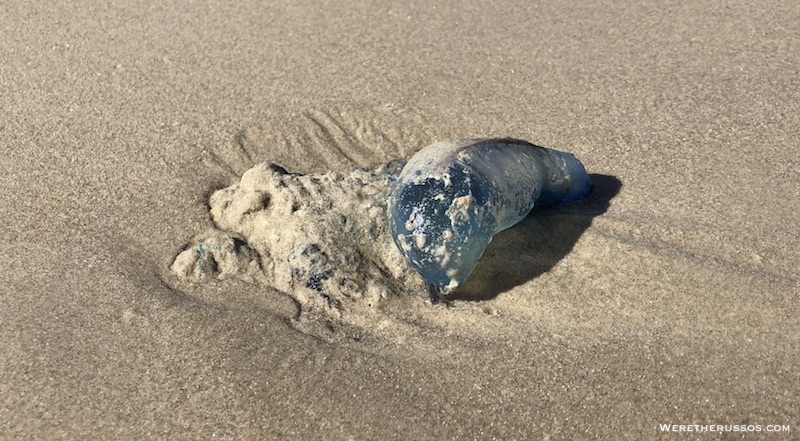 Portuguese man-of-war