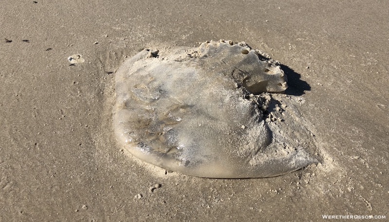 cabbagehead jellyfish