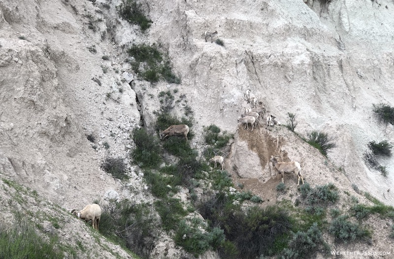 Bighorn Sheep - Badlands National Park