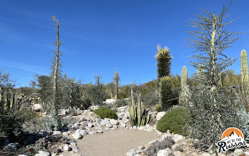 Arizona-Sonora Desert Museum Cactus Garden