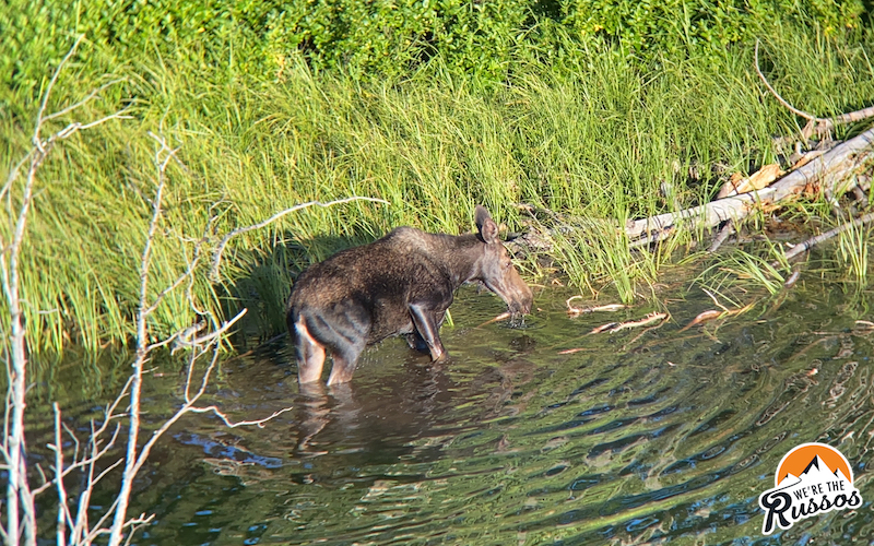 Moose sighting Grand Teton National Park